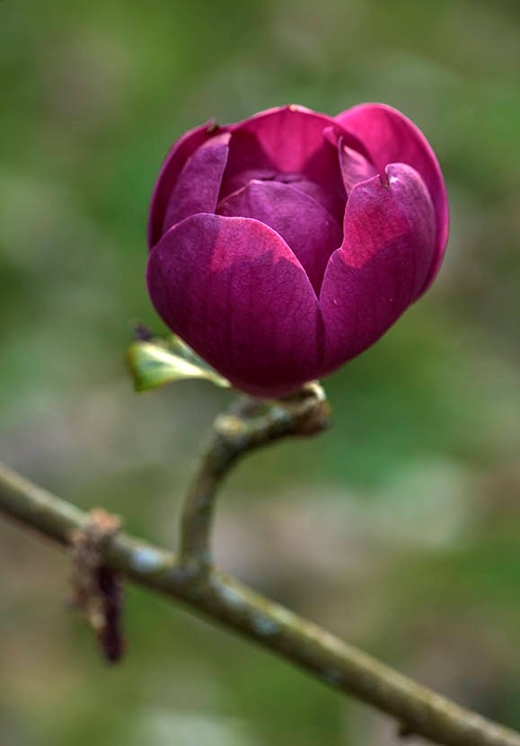 Evenley Wood Garden, Brackley, Northamptonshire, NN13 5SH National